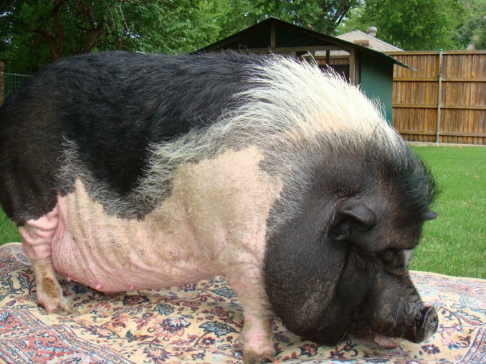 Pig Rug Pig Rug