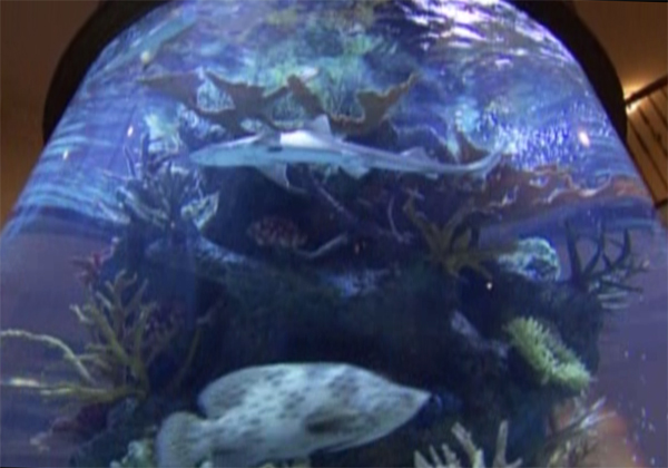 Roy William's Fish Tank with Sharks