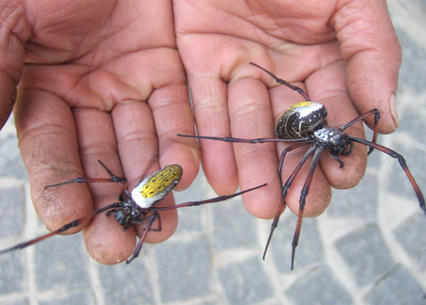 Gigantic Spiders