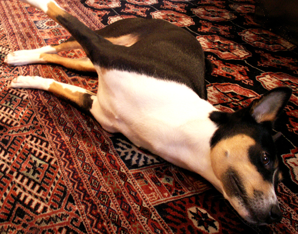 Dog on Carpet