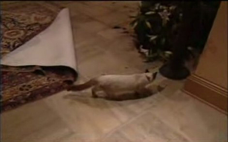 Hand Tufted Carpet