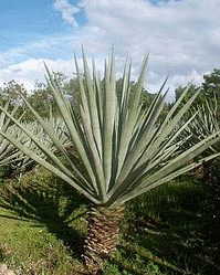 Sisal fiber is derived from this Agave plant