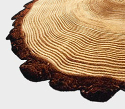 Woody Wood Klee