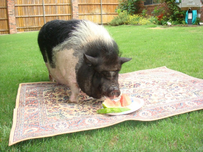 Watermelon Pig on a rug Watermelon Pig on a rug